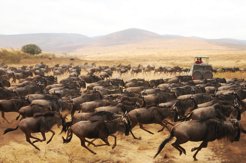 _images/wildebeest_stampede.jpg